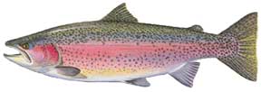 Steelhead